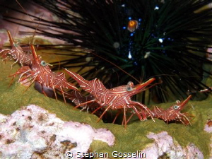 Hinged beak shrimps.Aliens guarding the mothership. by Stephan Gosselin 